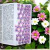 deniashop-biblia